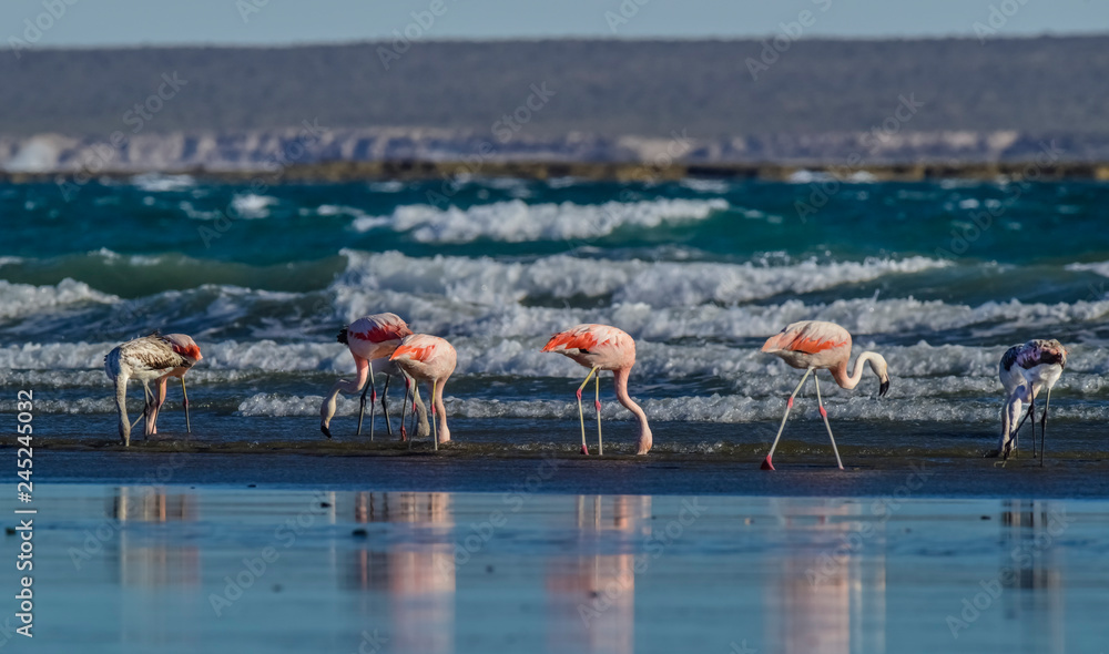 Naklejka premium Flamingos in seascape,Patagonia, Argentina