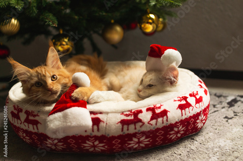 maine coon katzen weihnachten weihanchtsmützen