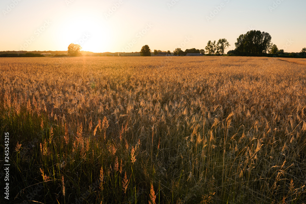 Hot summer sunset in the field