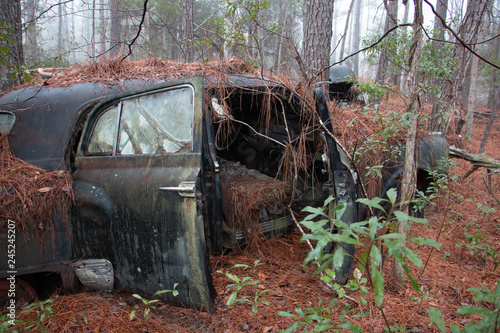 Rusty old car with door open and pine needles and trees