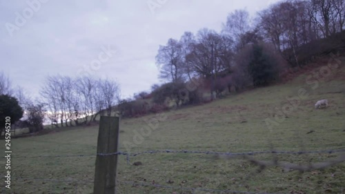 Panning to the left from a dead twig in the foreground