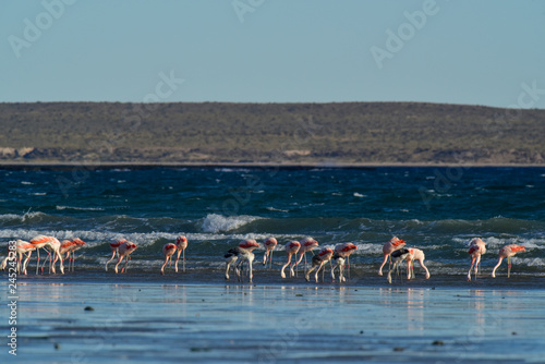 Flamingos in seascape,Patagonia, Argentina