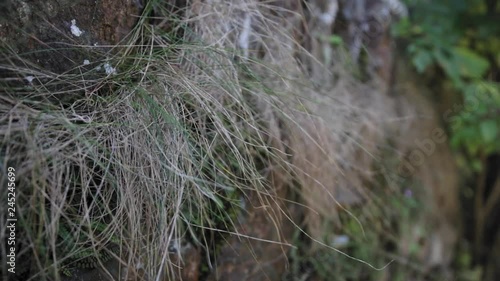 Long grass growing out of rocks blowing in the wind