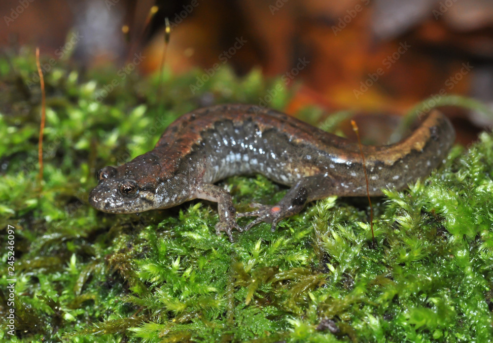 Northern dusky salamander field guide macro portrait Northern dusky salamander field guide macro portrait