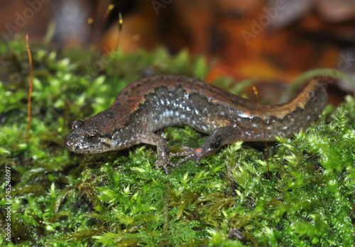 Northern dusky salamander field guide macro portrait