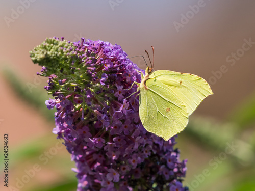 A common brimstone butterfly sitting on the flower of a butterfly bush photo