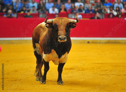 bull in spain with big horns