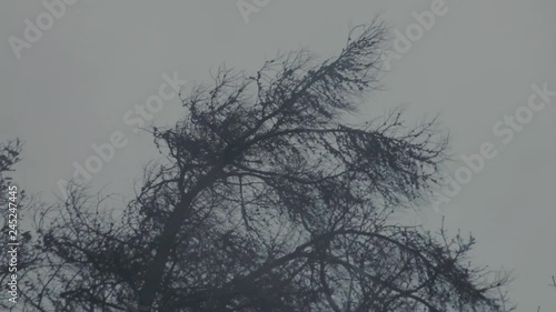 Long tree with barely any leaves left blowing in the stormy wind on a grey day