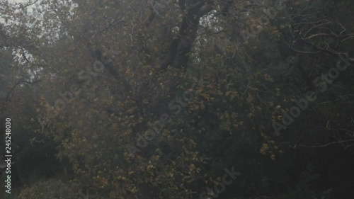 Brown Tree in a garden blowing in the stormy wind on a bright grey day