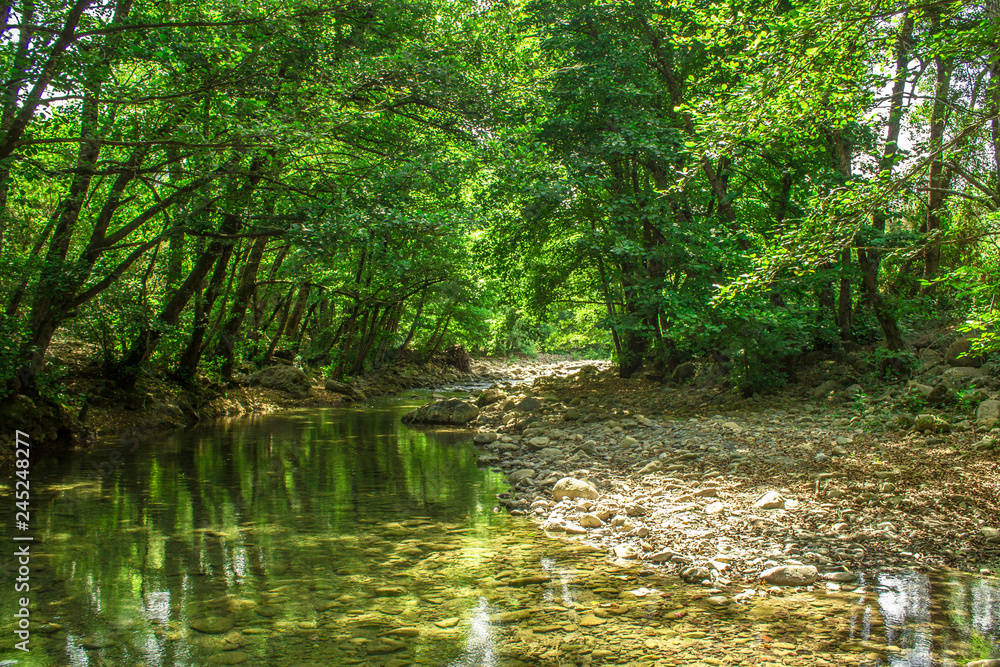 river in the forest river in the forest