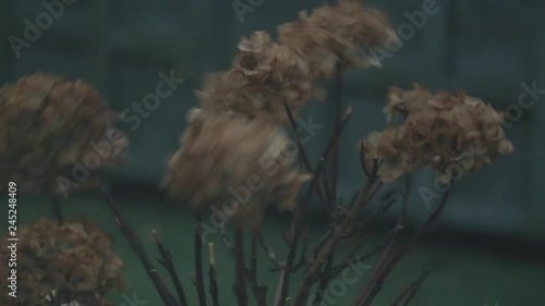 Several brown dead plants blowing in a stormy wind