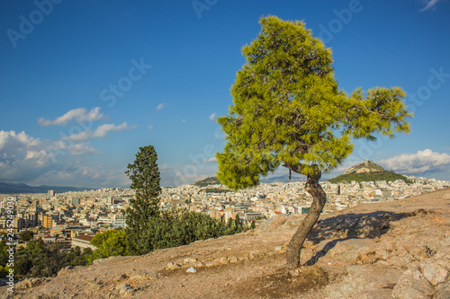 south european city view from above of rocky top with lonely bright green tree in spring bright colorful clear season weather time