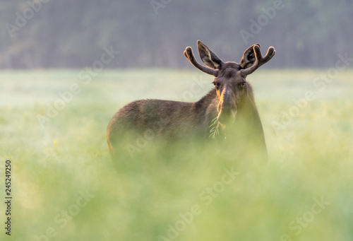 Bull Moose Stod in Blurred Green Crop (Alces alces)