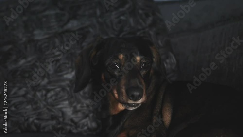 Handheld shot of a sausage dog looking suspicious whilst siting on a chair