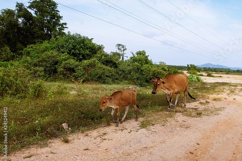 Walking cow in Thailand 