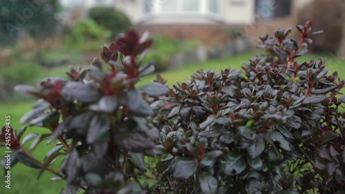 Moving shot of a purple and green garden plant