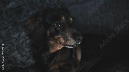 Handheld shot of a sausage dog looking suspicious and going to sleep