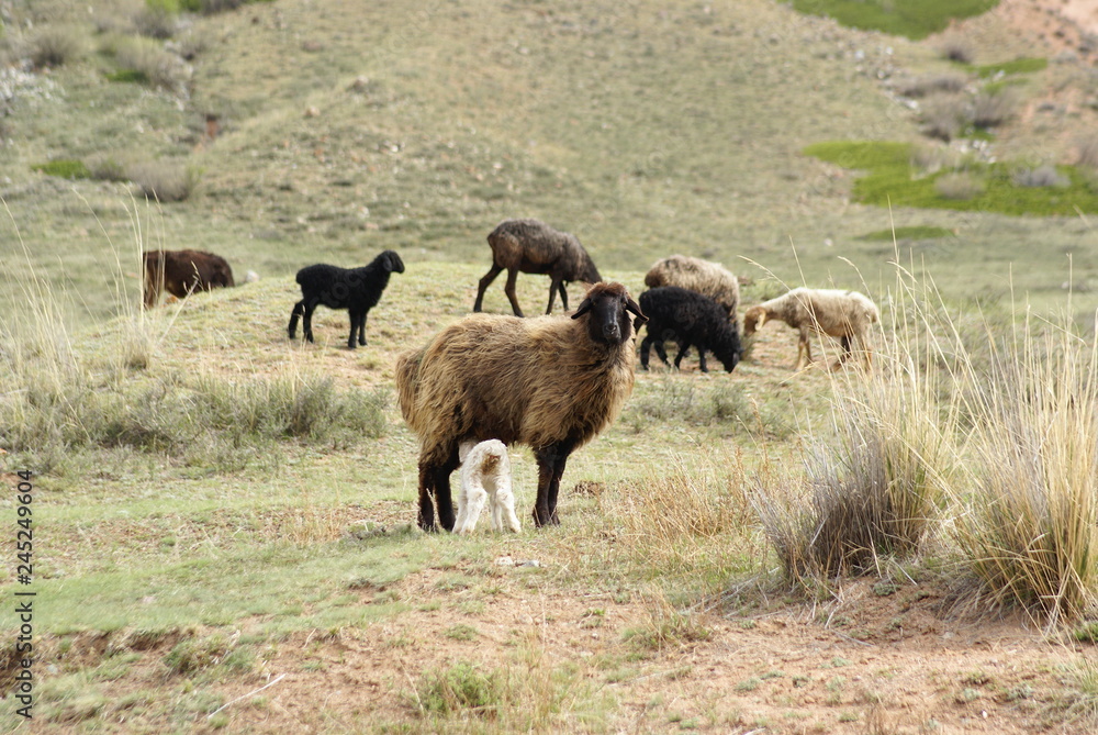 Fototapeta premium sheep