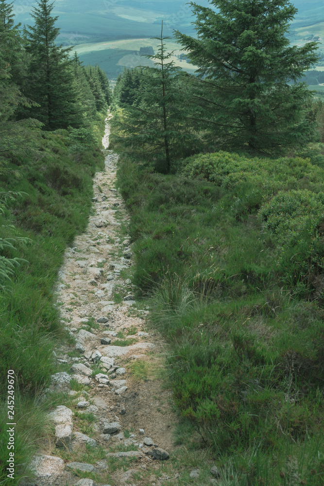 forest path forest path