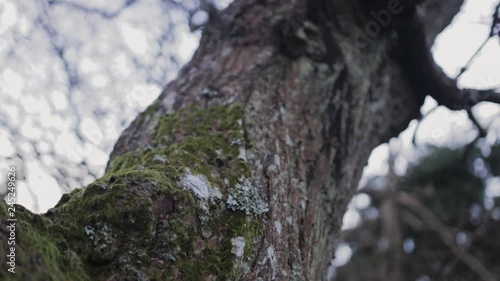 Tracking shot of a mossy dead tree with no leaves