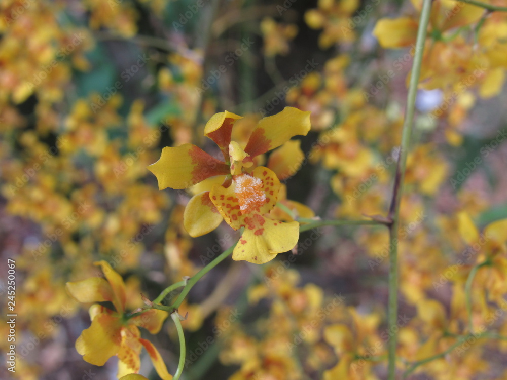 Obraz premium As flores amarelas enchem de brilho e alegria o jardim