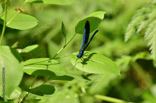 Banded demoiselle - Calopteryx splendens, male individual. Dragonfly on the green leaf in its natural habitat. Fauna of Ukraine. Shallow depth of field, closeup.