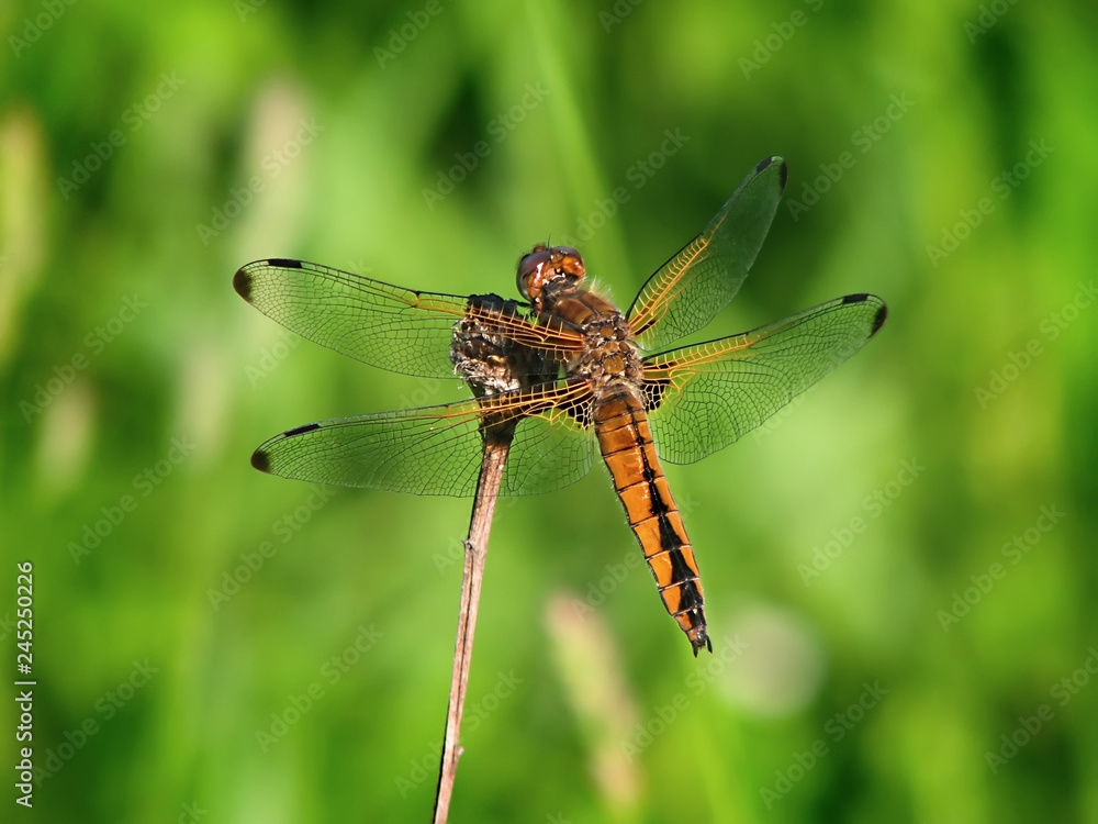Scarce chaser - Libellula fulva, female individual. Dragonfly on the dry grass in its natural habitat. Fauna of Ukraine. Shallow depth of field, closeup. Scarce chaser - Libellula fulva, female individual. Dragonfly on the dry grass in its natural habitat. Fauna of Ukraine. Shallow depth of field, closeup.