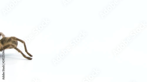 Profile side view of a tarantula walking across a white screen background and walking off screen