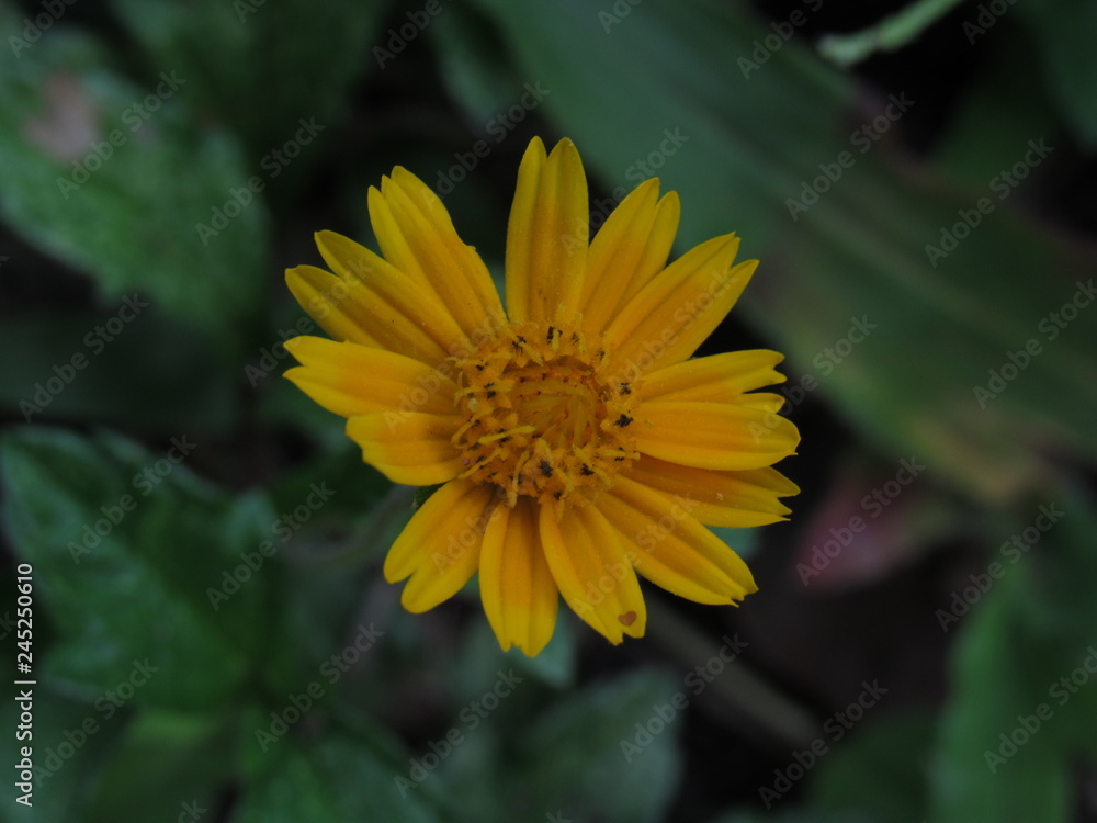 AS flores amarelas enchem de alegria os jardins e a imaginação AS flores amarelas enchem de alegria os jardins e a imaginação