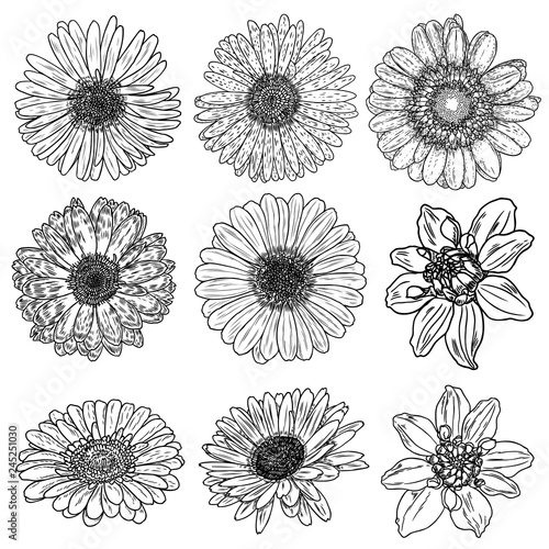Daisy floral botany set sketch. Daisy flower drawings. Black and white line art isolated on white backgrounds. Hand drawn botanical illustrations. Vector.