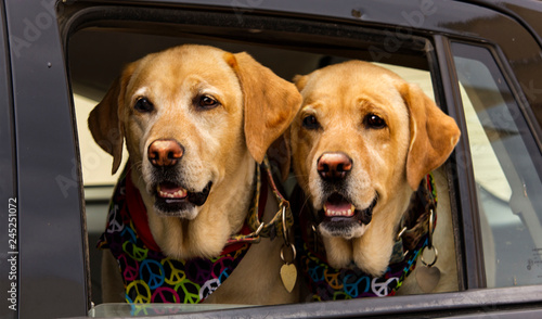 Canvas Print Happy hippies dogs in the car with bandana symbols of peace