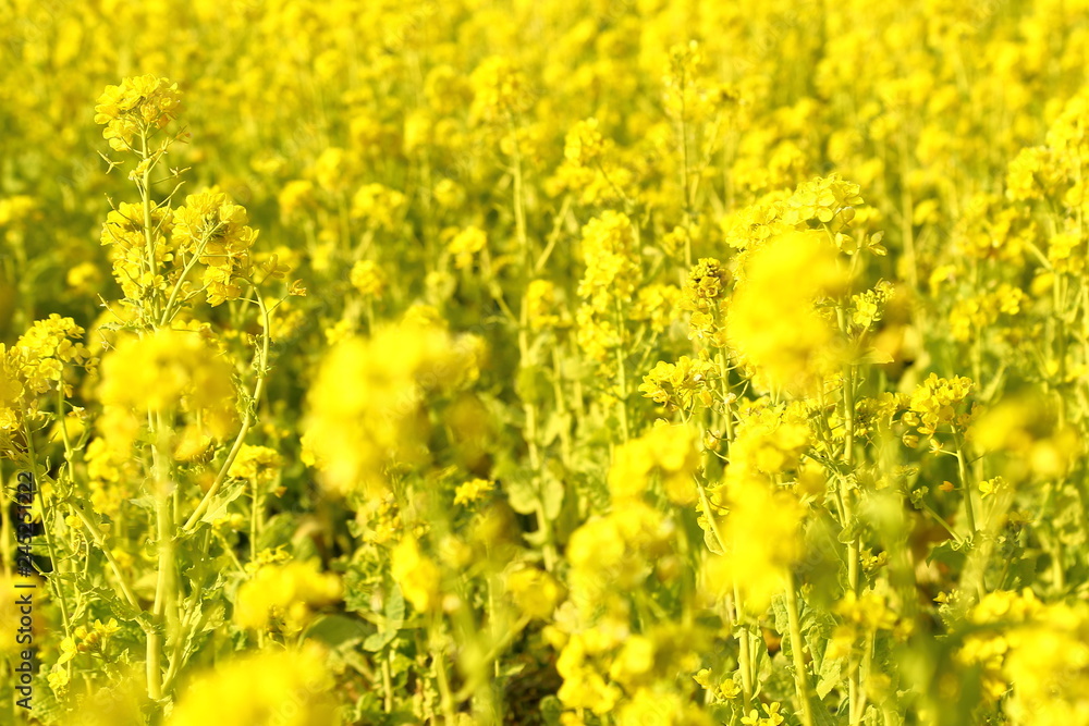 Obraz premium なのはな