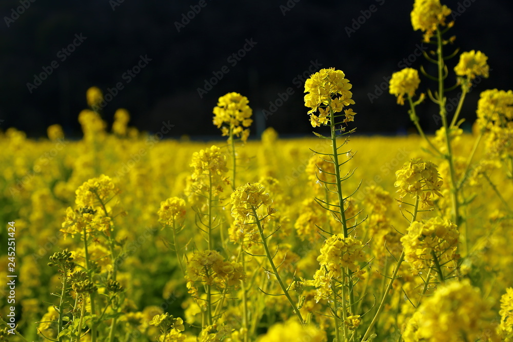 Fototapeta premium なのはな