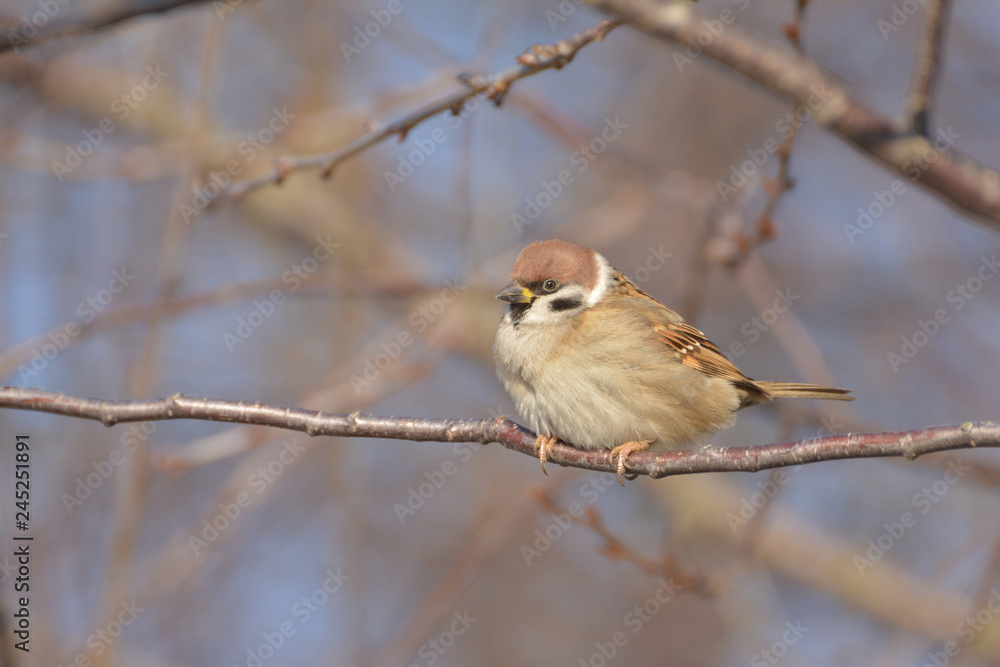 Sparrow sitting on a cherry branch in the garden in winter. Sparrow sitting on a cherry branch in the garden in winter.