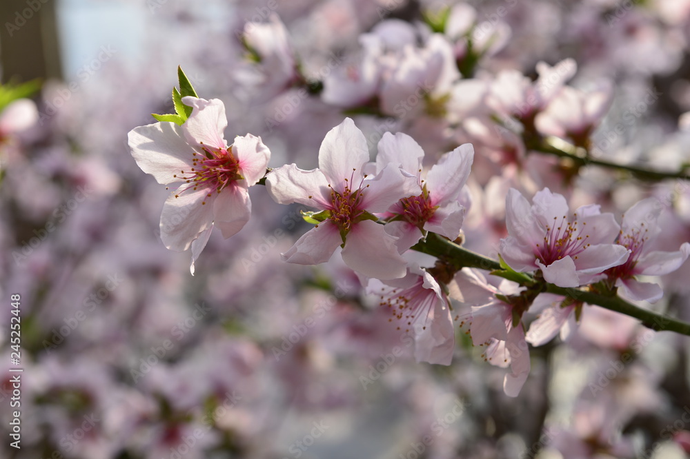 In full bloom in the peach blossom In full bloom in the peach blossom