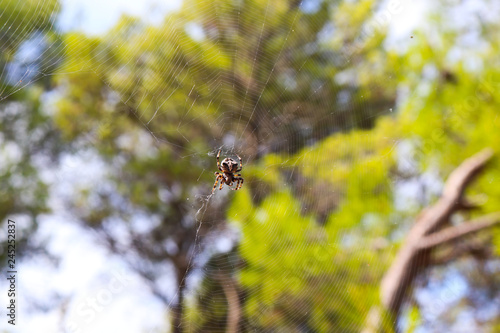 Spider fixing web in forest