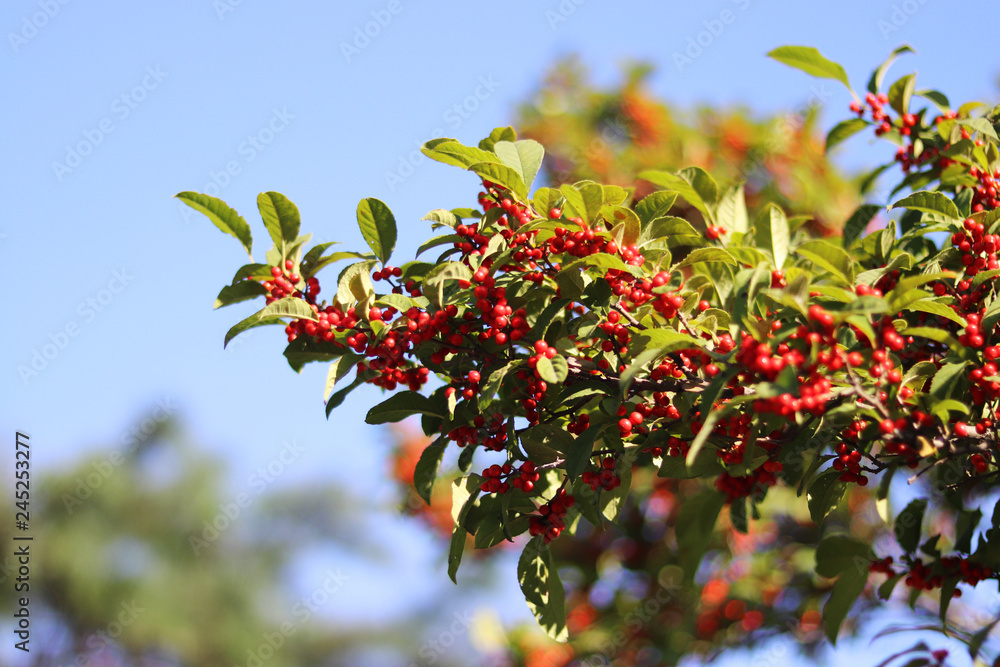 Red berries Red berries