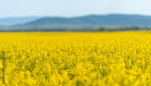 yellow rape field © danicrisan