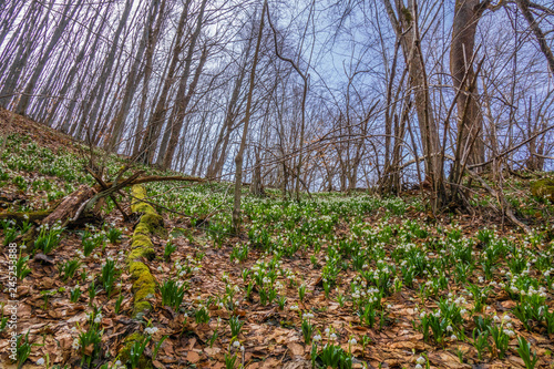 path of spring flowers in the forest