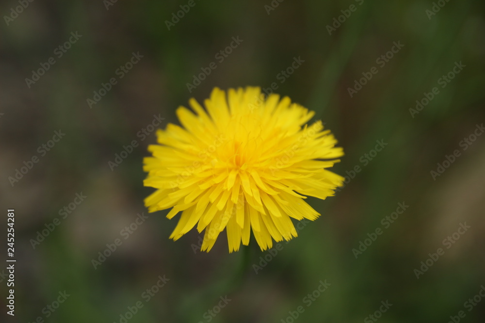 dandelion on green grass dandelion on green grass
