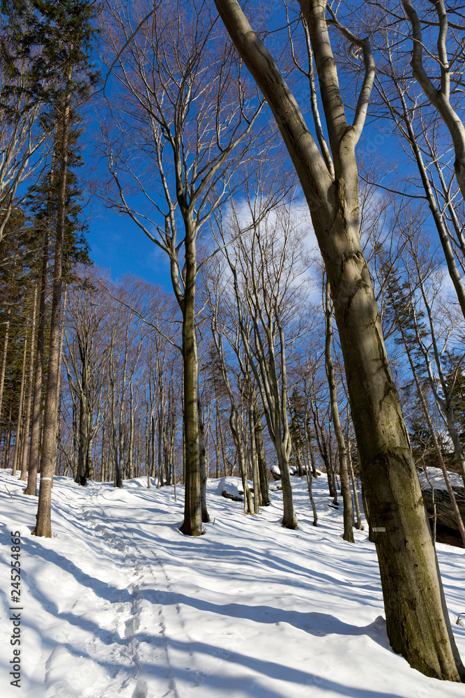 Fototapeta premium Snowy north Bohemia Landscape, Jizerske Mountains, Czech Republic