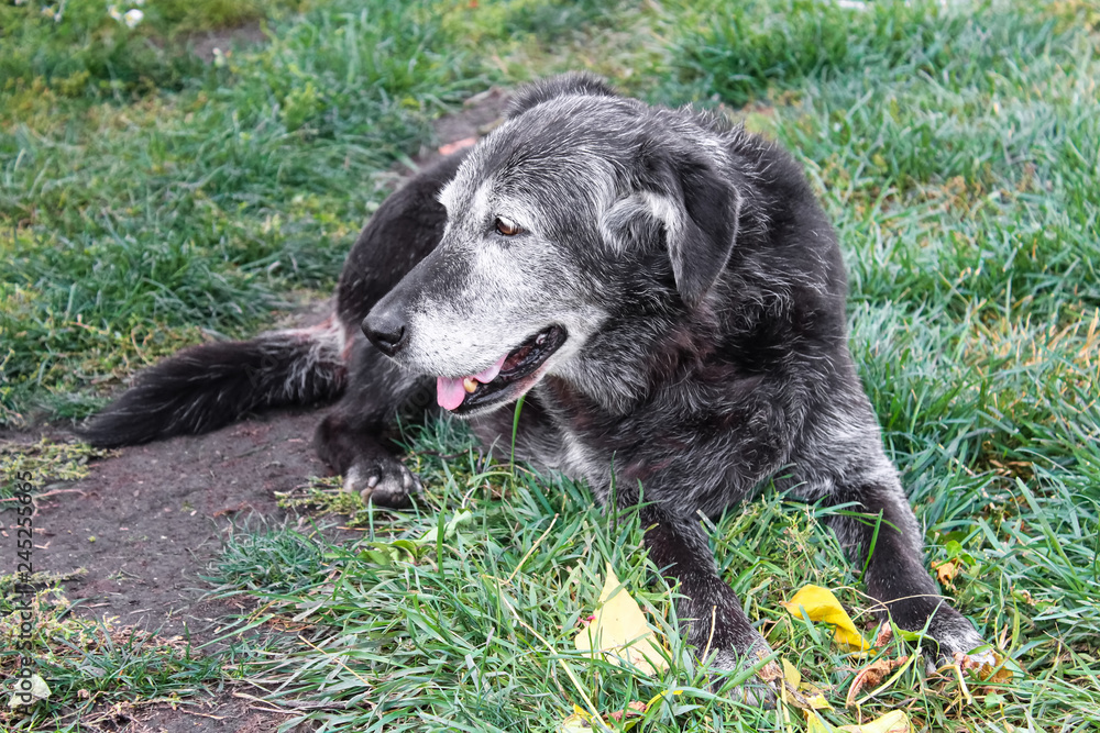 A old dog sits in the grass and looks around