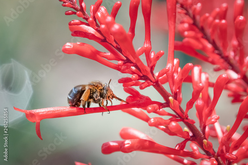 blue banded bee on red flower, macro closeup, clean background with copy space