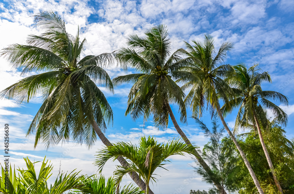 Four palm trees against a blue sky