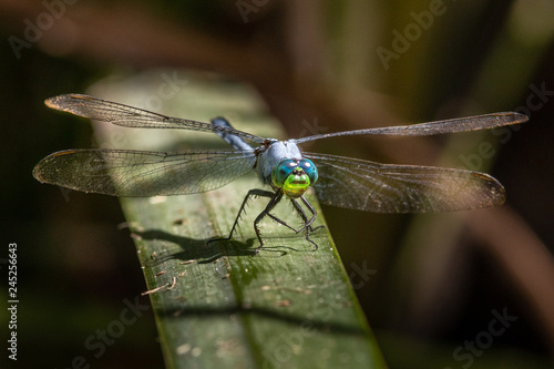 Dragon flies of South Carolina