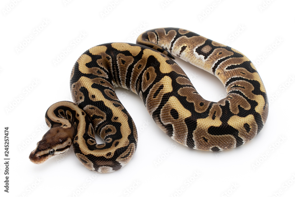 Ball Python Snake Reptile Isolated on White Background Ball Python Snake Reptile Isolated on White Background