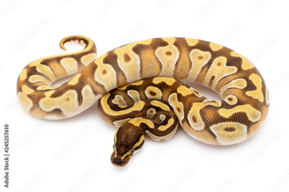 Ball Python Snake Reptile Isolated on White Background Ball Python Snake Reptile Isolated on White Background