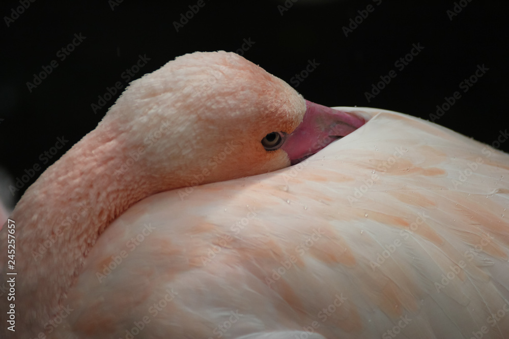 Fototapeta premium Closeup of pink flamingo