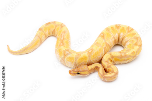 Ball Python Snake Reptile Isolated on White Background