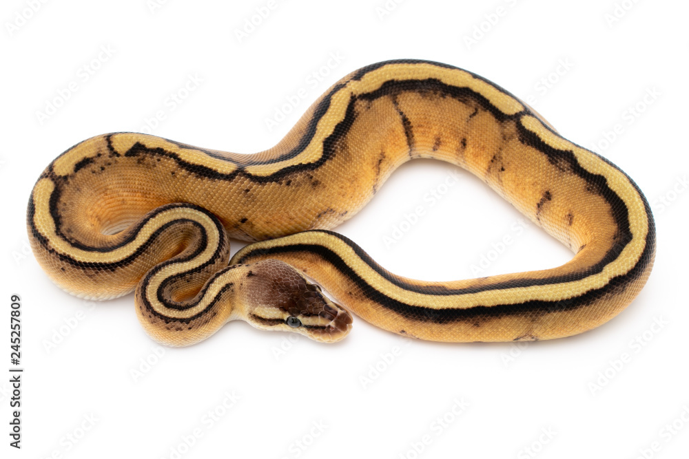 Ball Python Snake Reptile Isolated on White Background Ball Python Snake Reptile Isolated on White Background